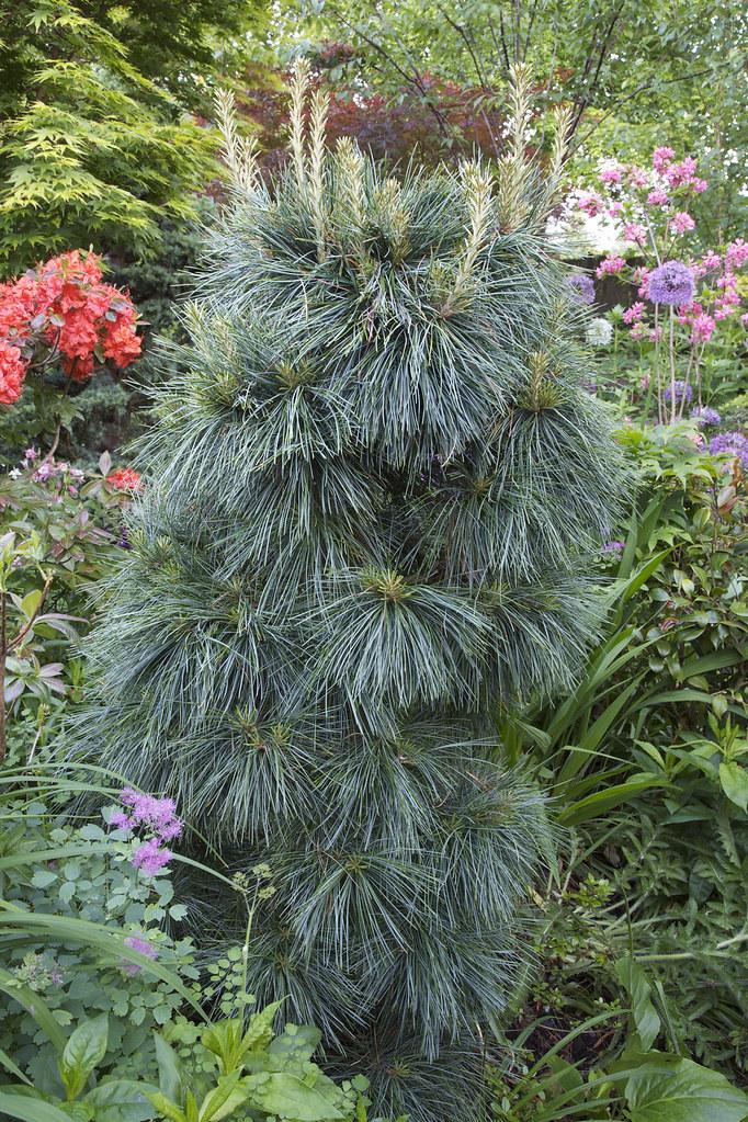 Pinus Wallichiana 'nana' - View 5 from www redcrocus com