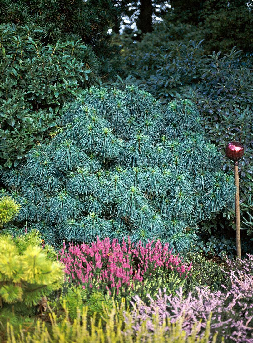 Pinus Wallichiana 'nana' - View 6 from www redcrocus com