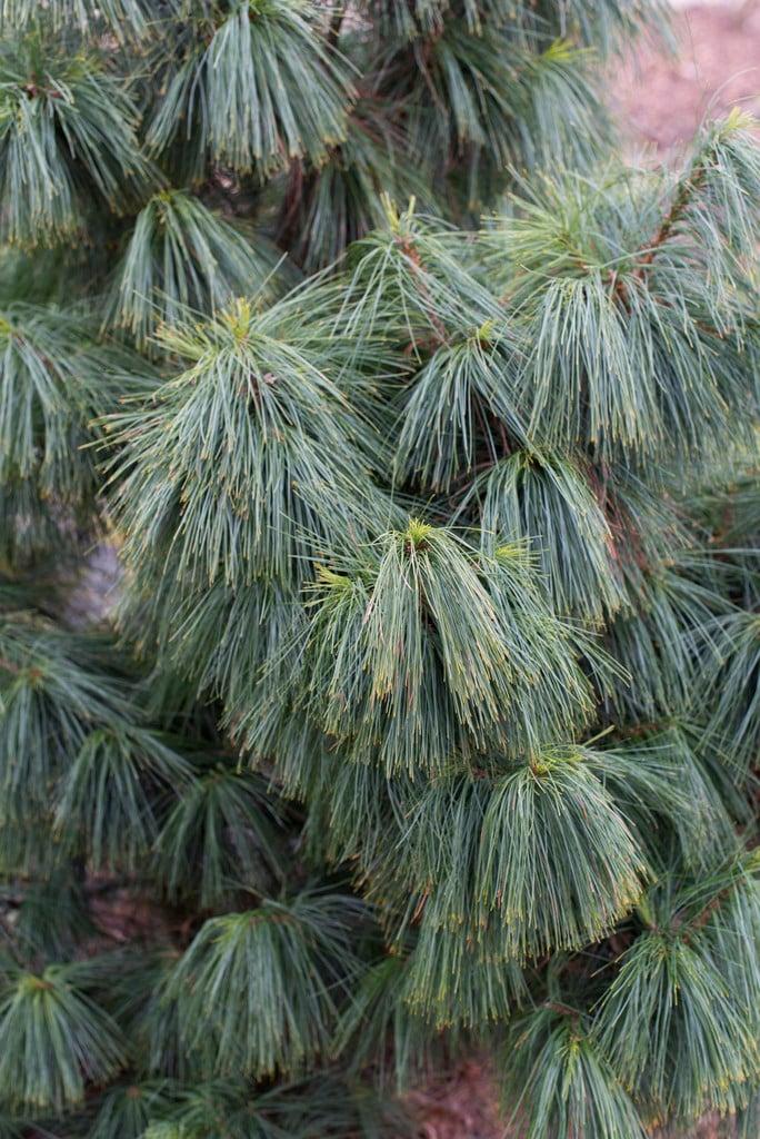 Pinus Wallichiana 'nana' - View 7 from www redcrocus com