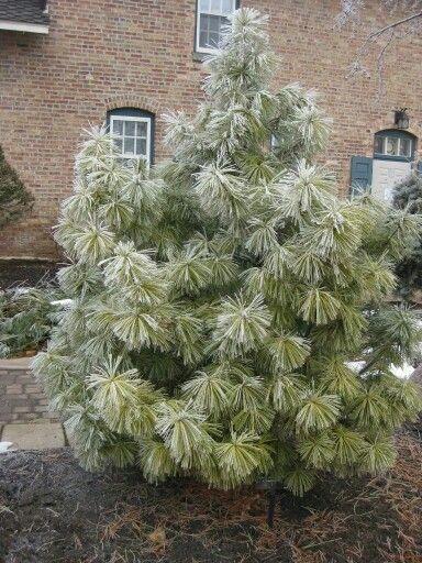 Pinus Wallichiana 'nana' - View 8 from www redcrocus com
