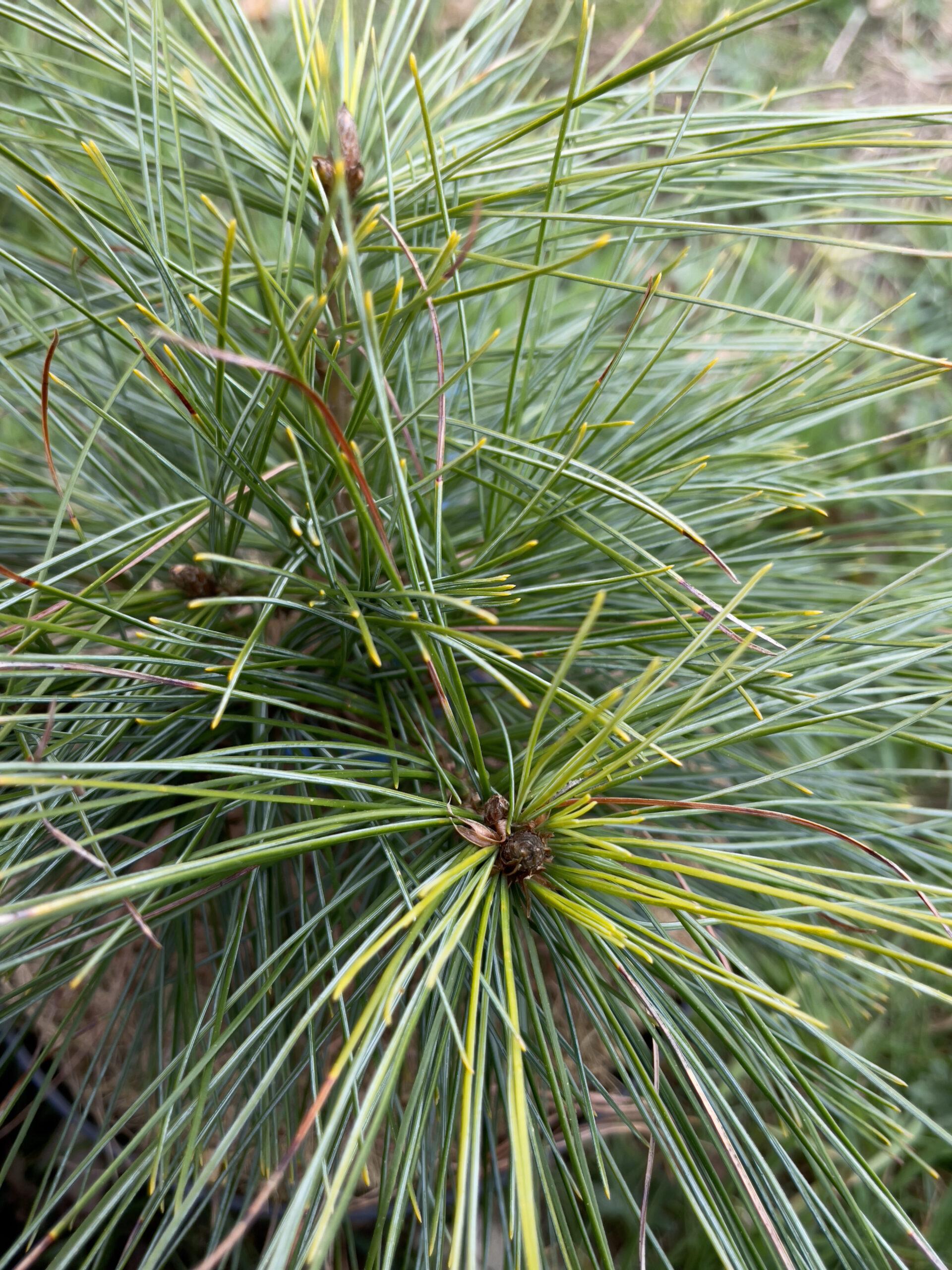 Pinus Wallichiana 'nana' - View 9 from www redcrocus com