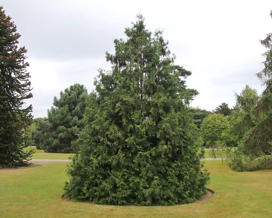 Thujopsis Dolabrata Var  Hondai - View 24 from www redcrocus com