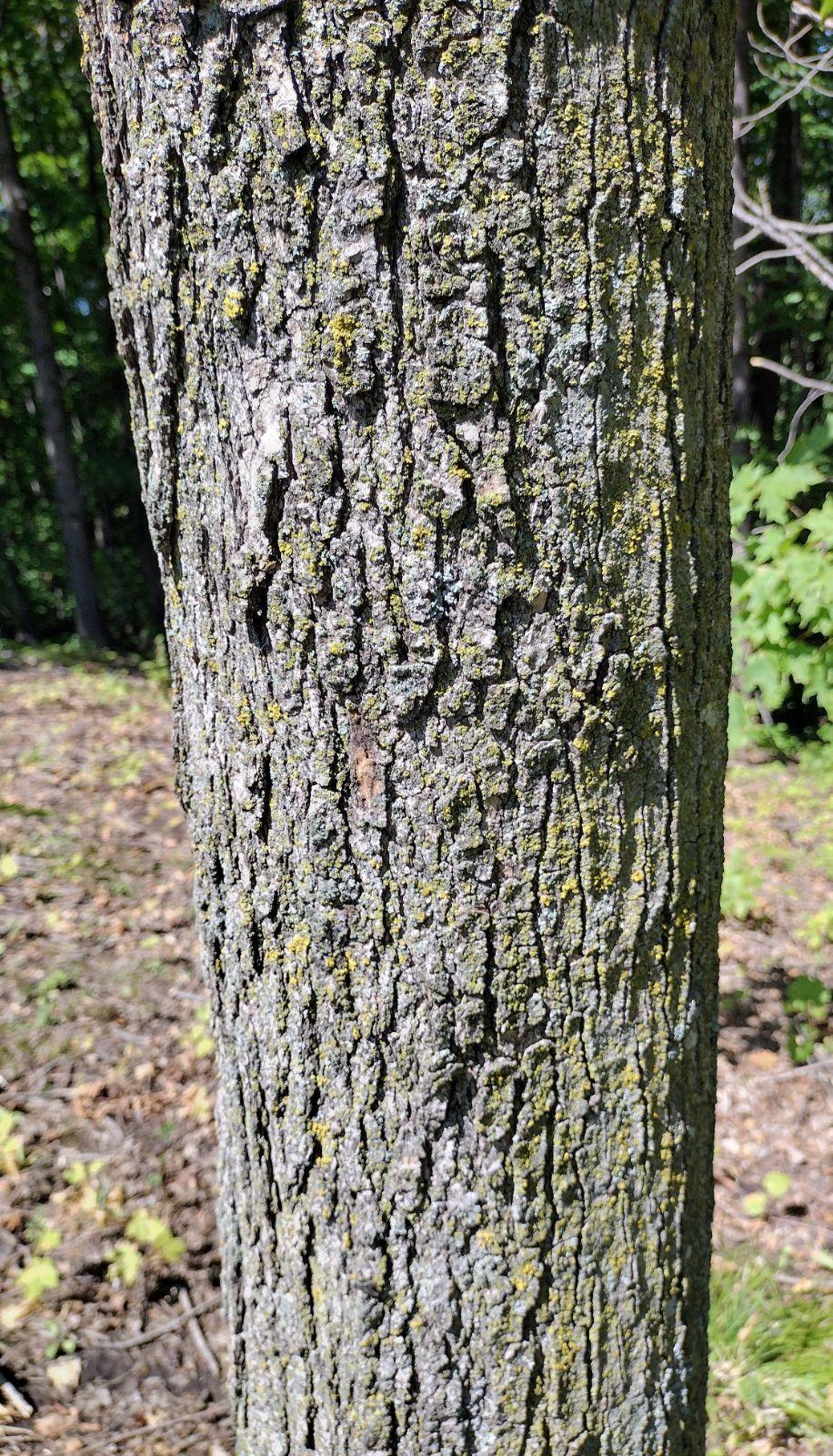 Tsuga Canadensis 'kingsville Upright' - View 11 from www redcrocus com