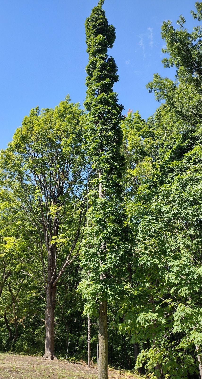 Tsuga Canadensis 'kingsville Upright' - View 12 from www redcrocus com