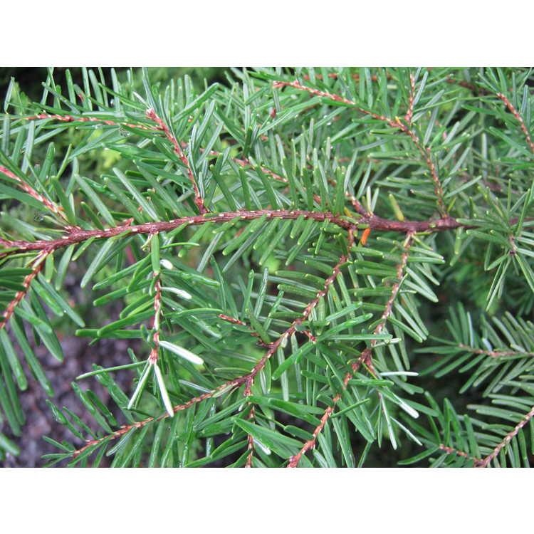 Tsuga Canadensis 'kingsville Upright' - View 13 from www redcrocus com