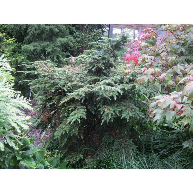 Tsuga Canadensis 'kingsville Upright' - View 14 from www redcrocus com