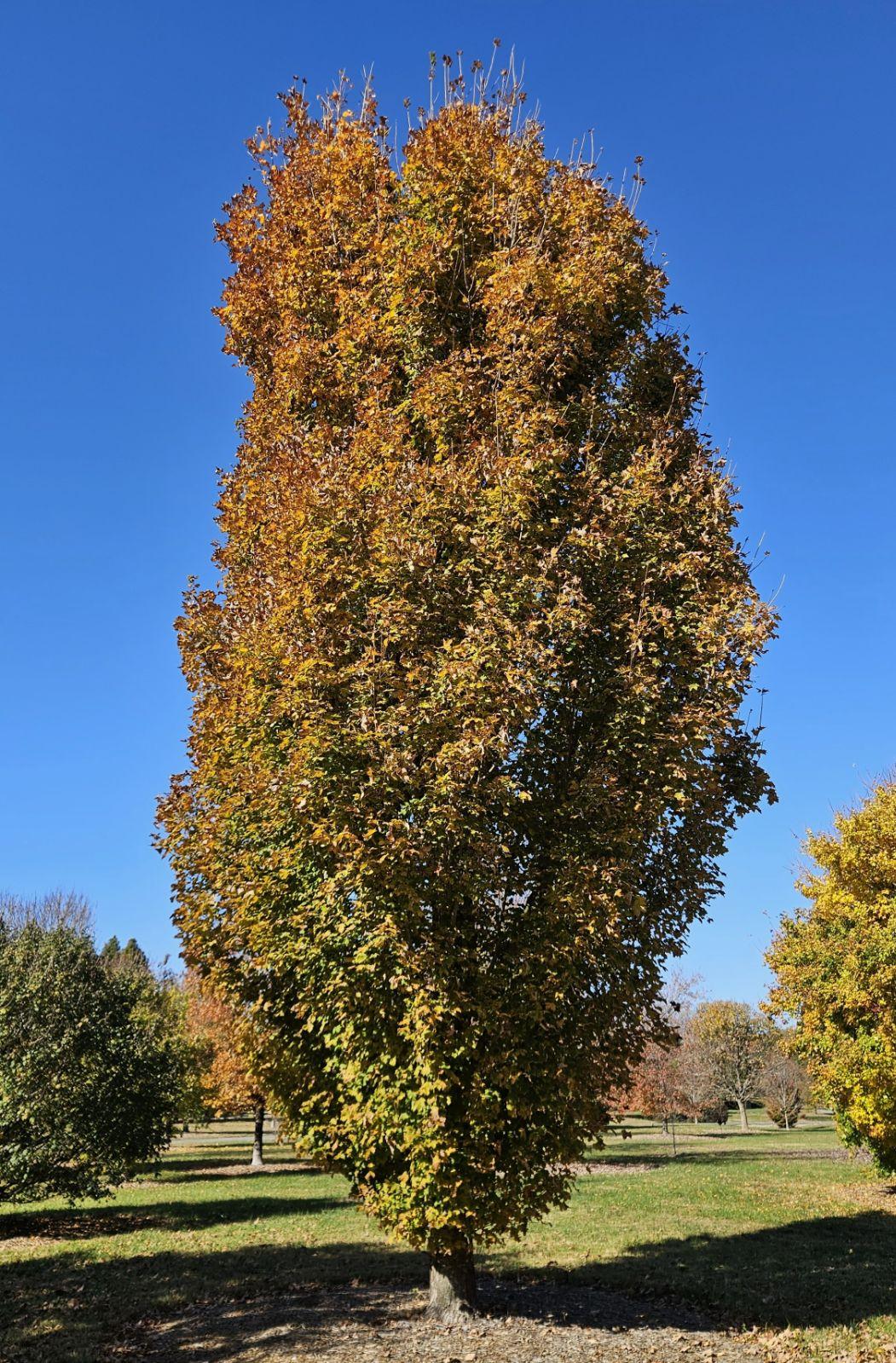 Tsuga Canadensis 'kingsville Upright' - View 16 from www redcrocus com