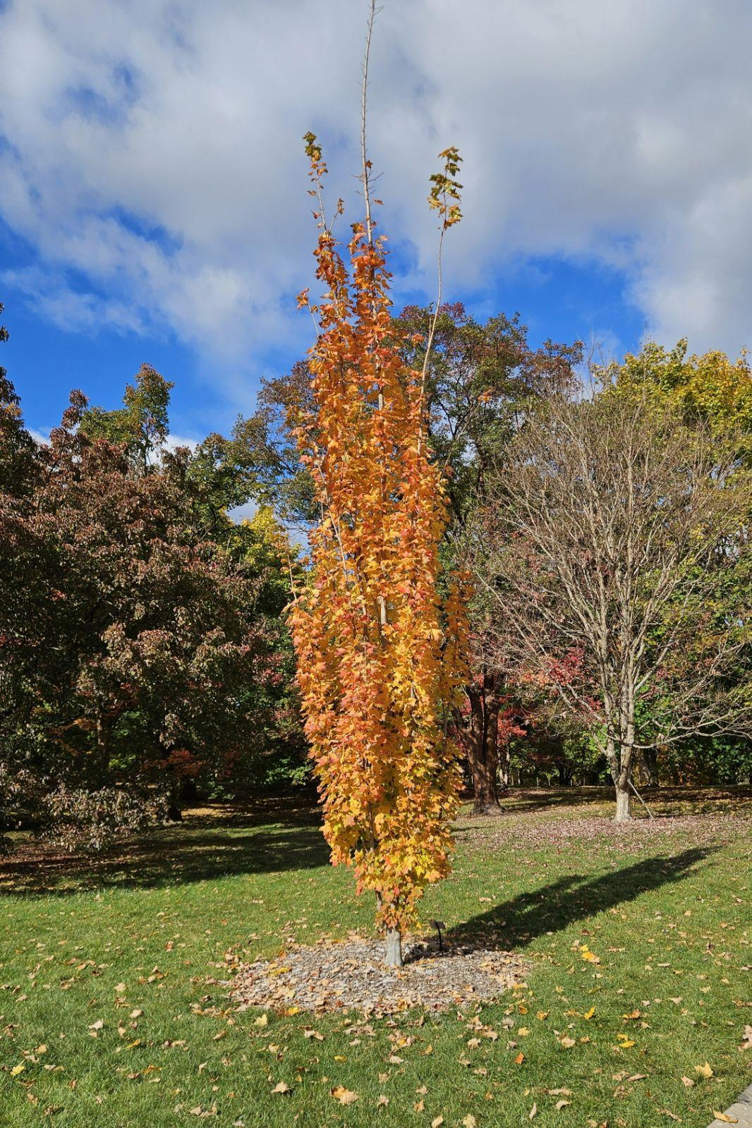 Tsuga Canadensis 'kingsville Upright' - View 19 from www redcrocus com