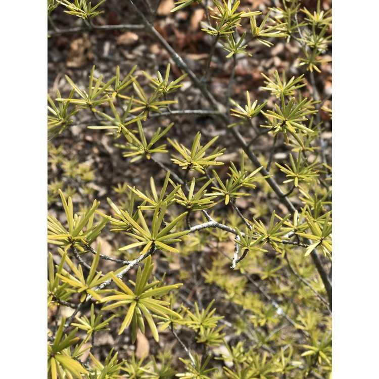 Tsuga Canadensis 'kingsville Upright' - View 24 from www redcrocus com