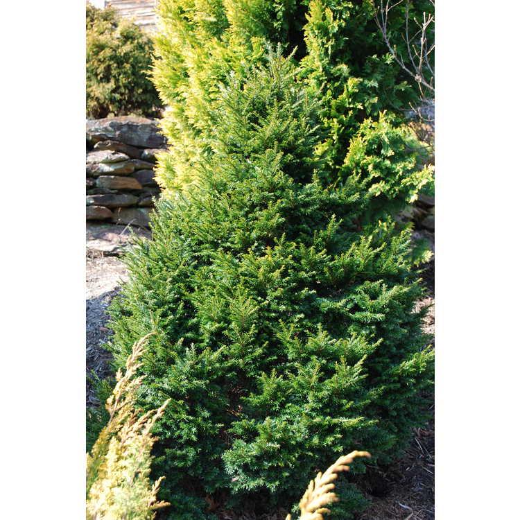Tsuga Canadensis 'kingsville Upright' - View 25 from www redcrocus com