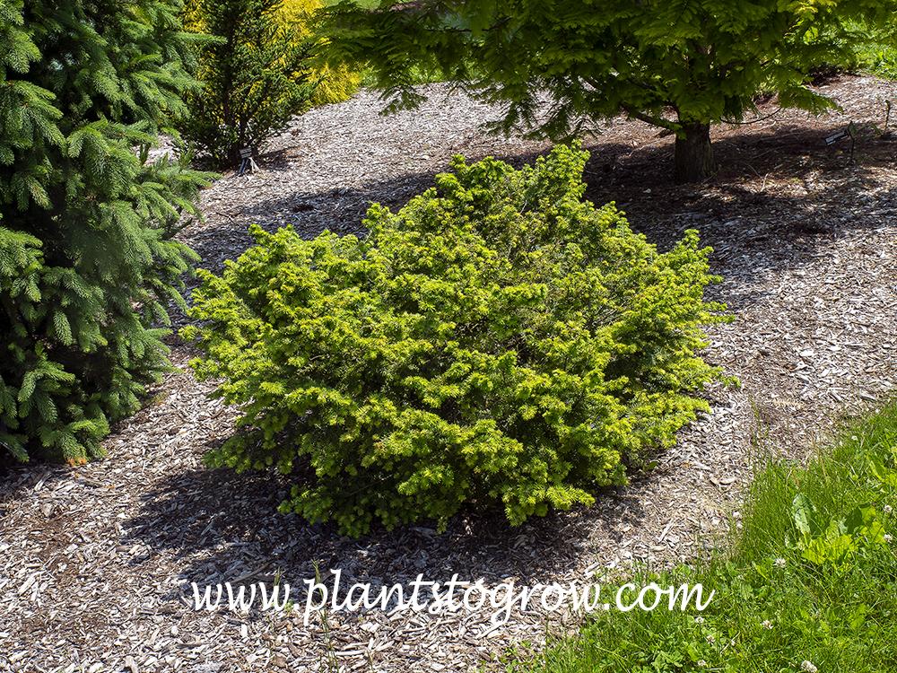 Tsuga Canadensis 'kingsville Upright' - View 3 from www redcrocus com