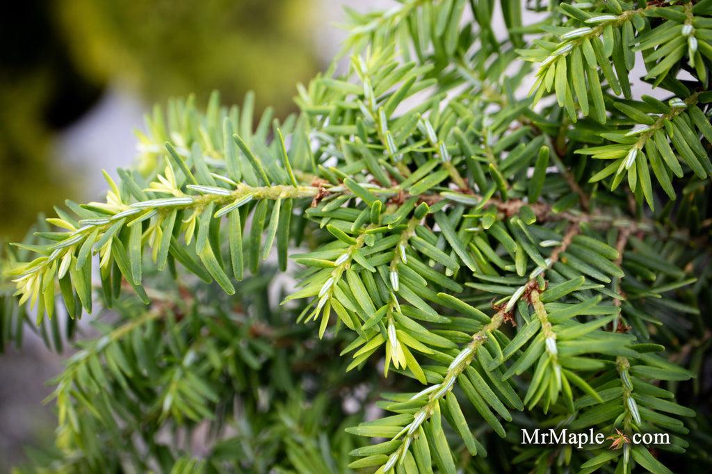Tsuga Canadensis 'kingsville Upright' - View 4 from www redcrocus com