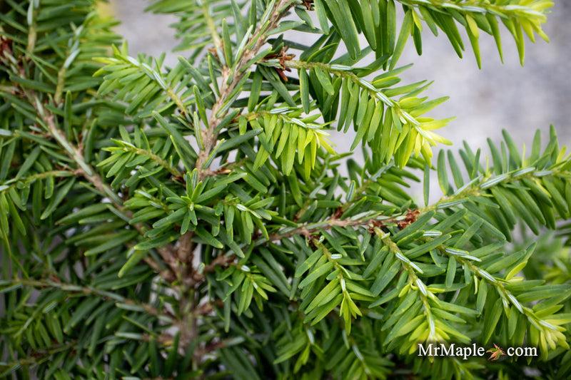 Tsuga Canadensis 'kingsville Upright' - View 5 from www redcrocus com
