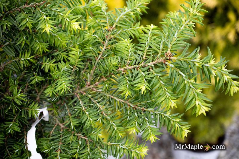 Tsuga Canadensis 'kingsville Upright' - View 6 from www redcrocus com