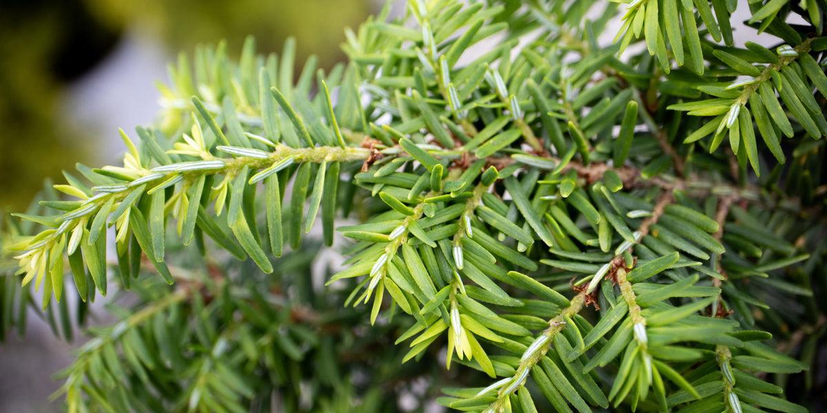 Tsuga Canadensis 'kingsville Upright' - View 9 from www redcrocus com