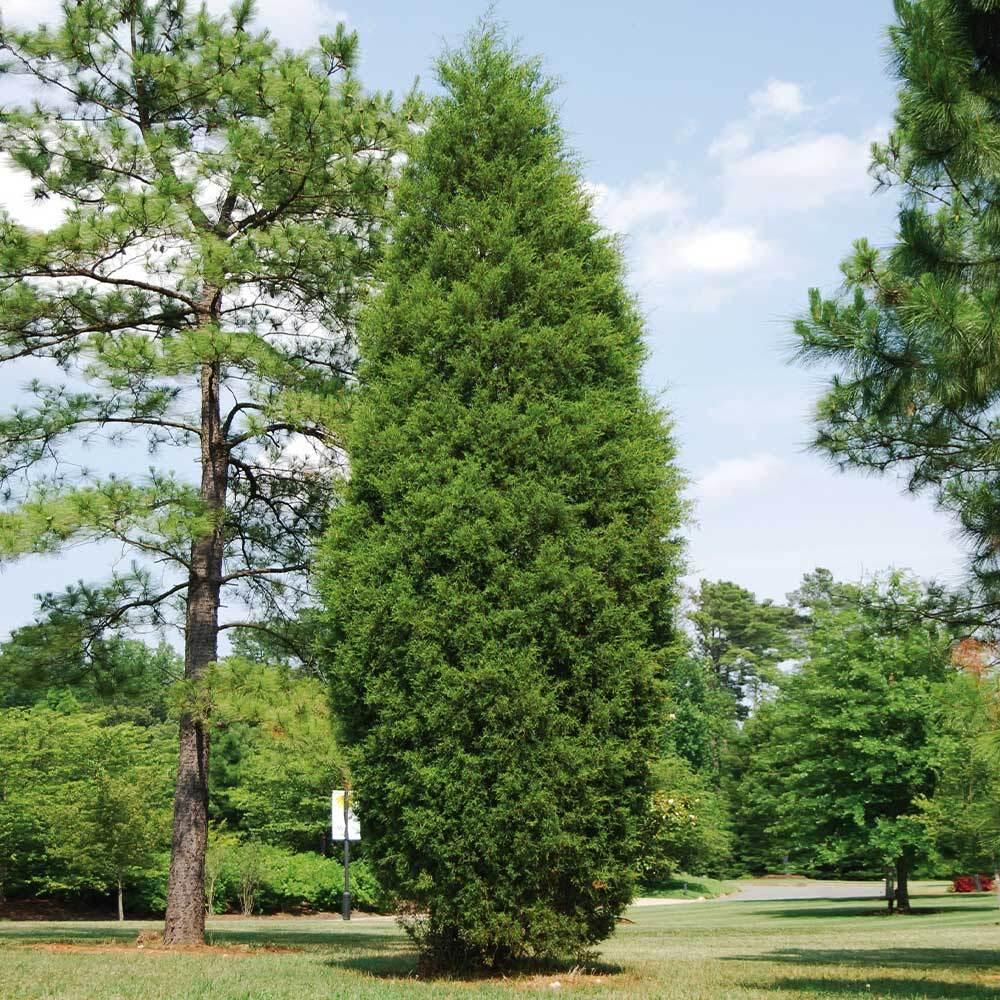 Juniperus Virginiana 'brodie' - View 12 from www redcrocus com