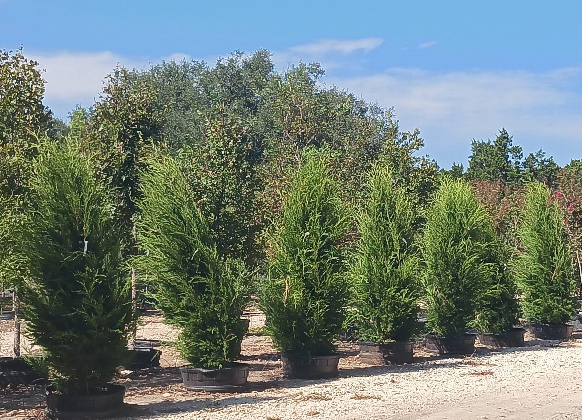 Juniperus Virginiana 'brodie' - View 13 from www redcrocus com