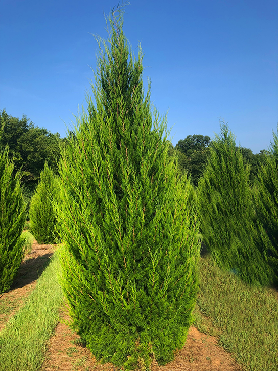 Juniperus Virginiana 'brodie' - View 14 from www redcrocus com