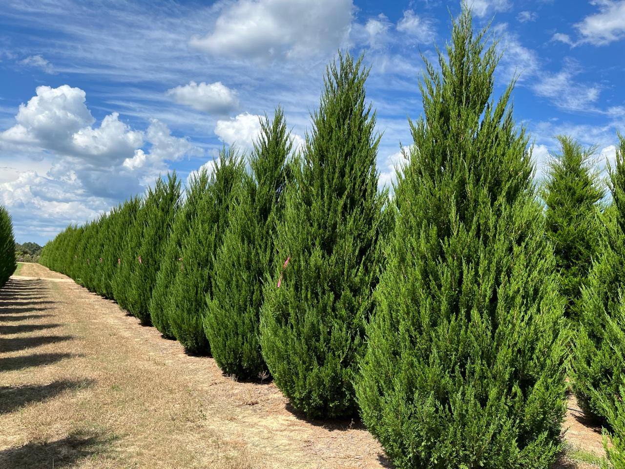 Juniperus Virginiana 'brodie' - View 15 from www redcrocus com
