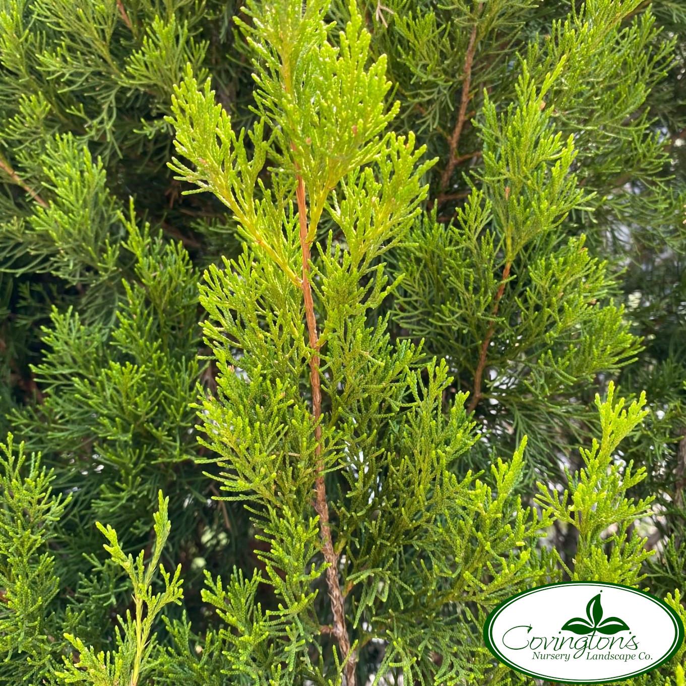 Juniperus Virginiana 'brodie' - View 17 from www redcrocus com