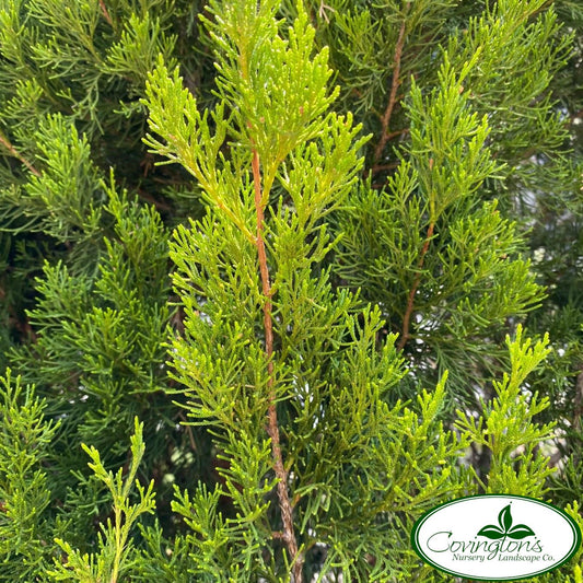 Juniperus Virginiana 'brodie' - View 17 from www redcrocus com