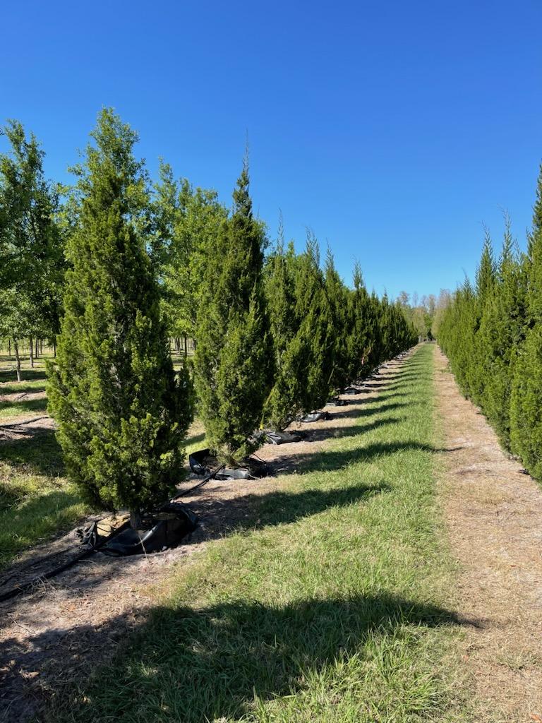 Juniperus Virginiana 'brodie' - View 18 from www redcrocus com