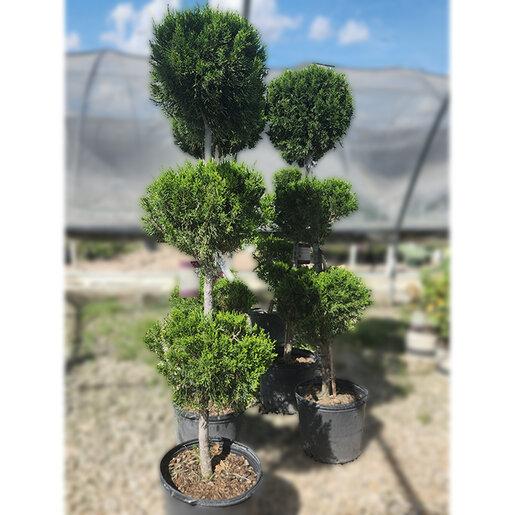 Juniperus Virginiana 'brodie' - View 20 from www redcrocus com