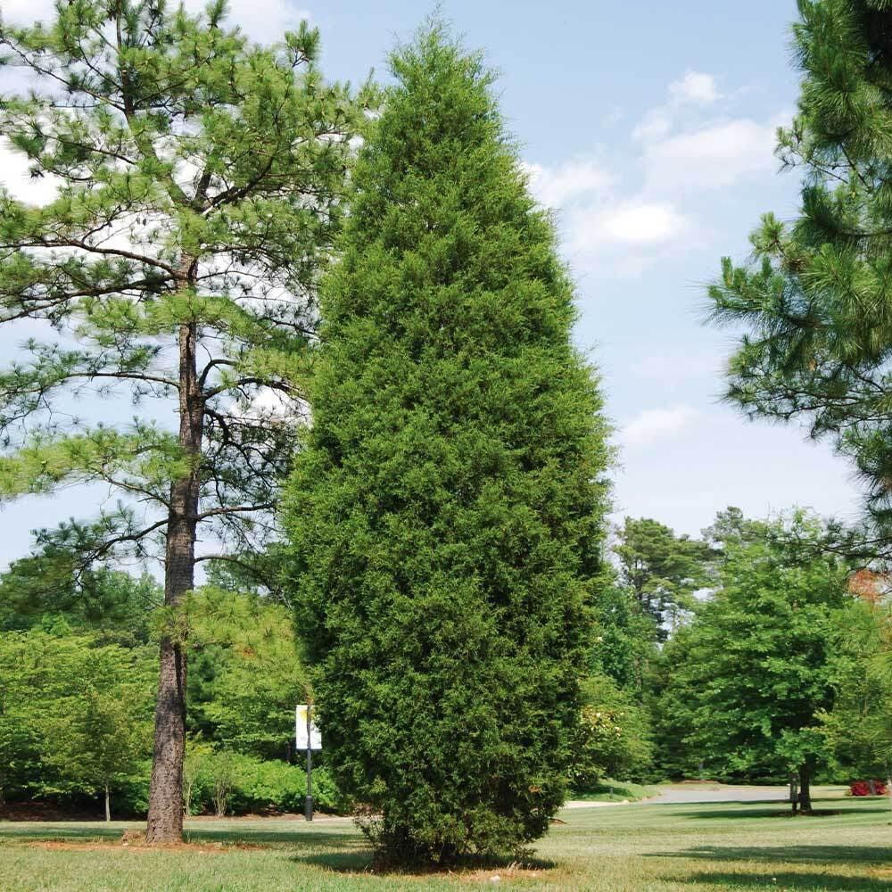 Juniperus Virginiana 'brodie' - View 23 from www redcrocus com