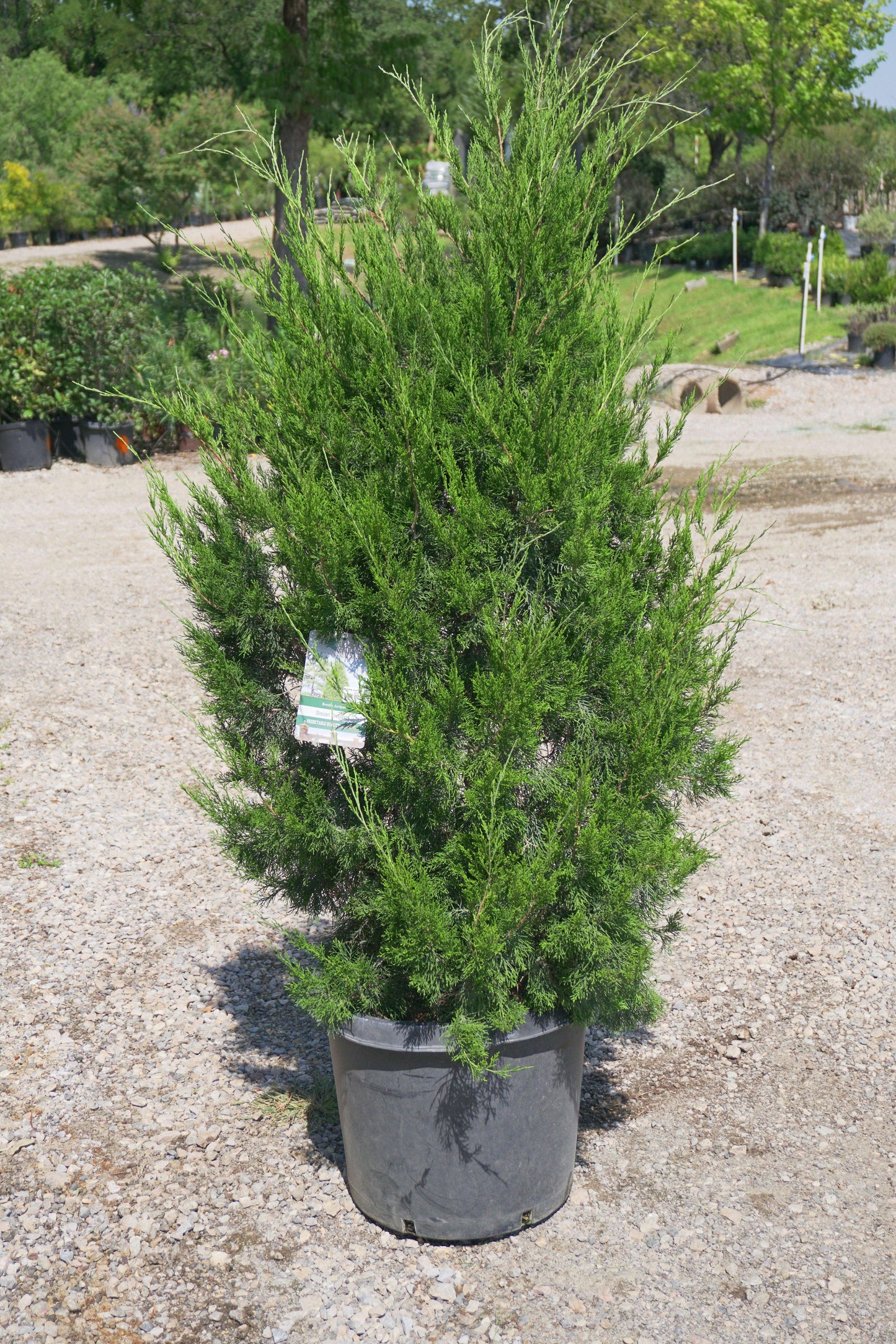 Juniperus Virginiana 'brodie' - View 24 from www redcrocus com