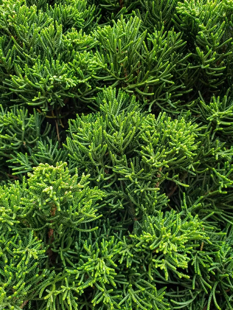 Juniperus Virginiana 'brodie' - View 26 from www redcrocus com
