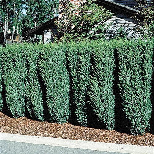 Juniperus Virginiana 'brodie' - View 28 from www redcrocus com