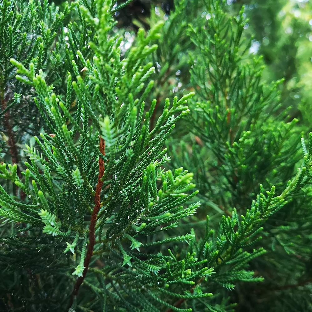 Juniperus Virginiana 'brodie' - View 29 from www redcrocus com