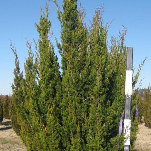 Juniperus Virginiana 'brodie' - View 2 from www redcrocus com
