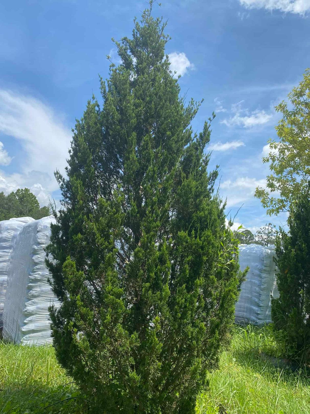 Juniperus Virginiana 'brodie' - View 31 from www redcrocus com