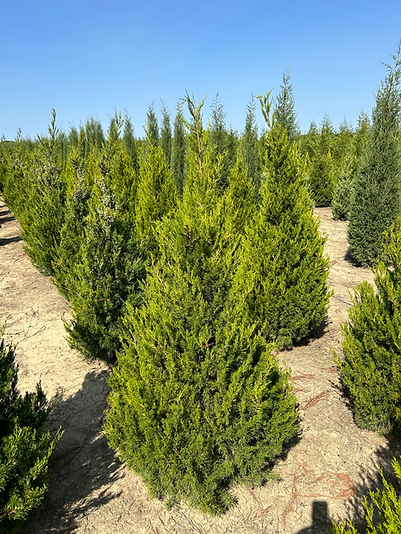 Juniperus Virginiana 'brodie' - View 32 from www redcrocus com