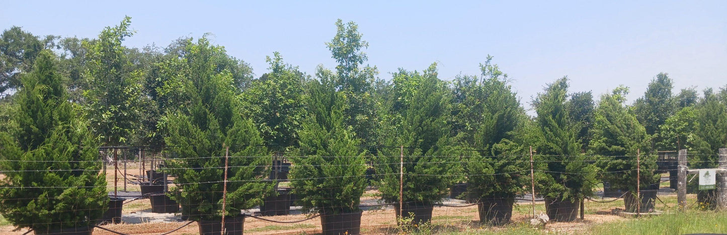Juniperus Virginiana 'brodie' - View 35 from www redcrocus com
