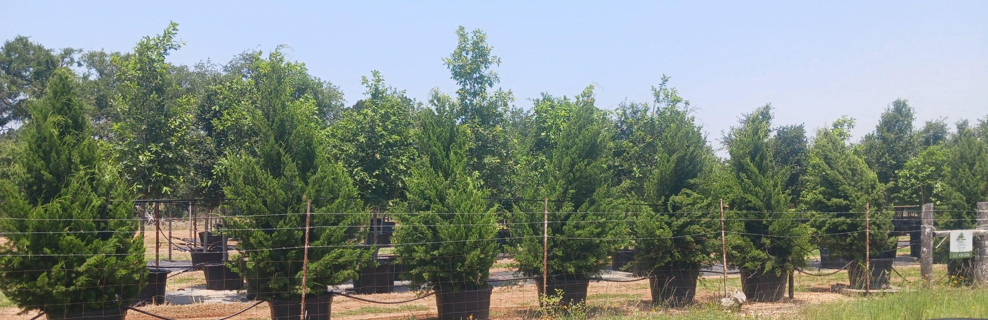 Juniperus Virginiana 'brodie' - View 35 from www redcrocus com