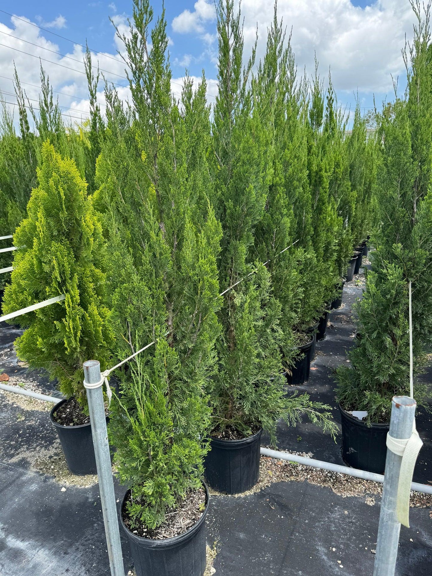 Juniperus Virginiana 'brodie' - View 36 from www redcrocus com