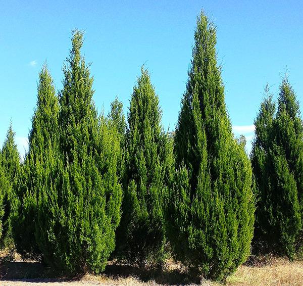 Juniperus Virginiana 'brodie' - View 37 from www redcrocus com