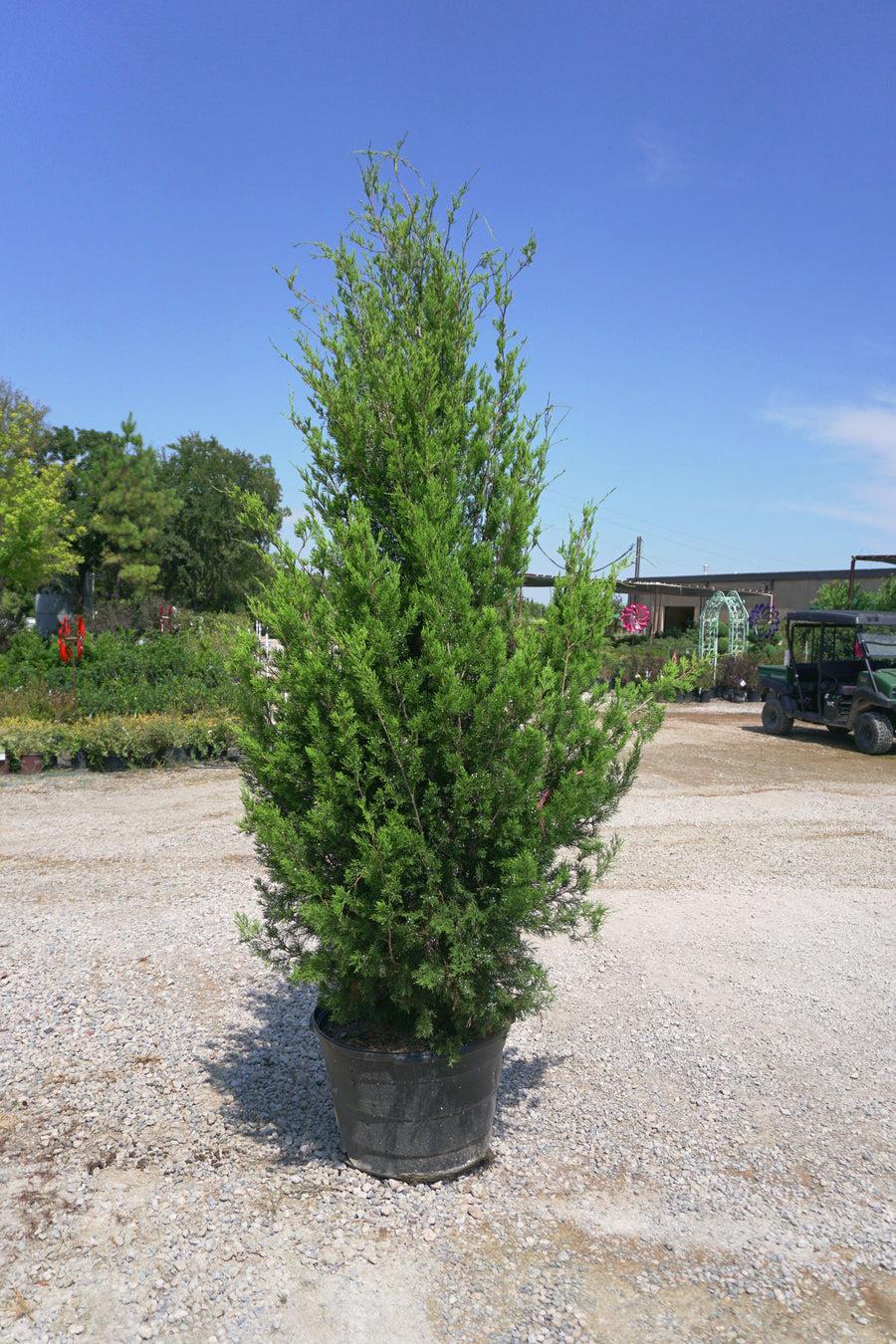 Juniperus Virginiana 'brodie' - View 39 from www redcrocus com