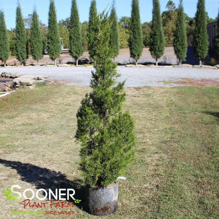 Juniperus Virginiana 'brodie' - View 4 from www redcrocus com