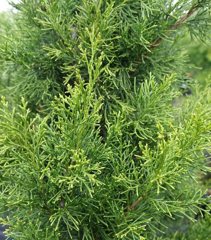 Juniperus Virginiana 'brodie' - View 5 from www redcrocus com
