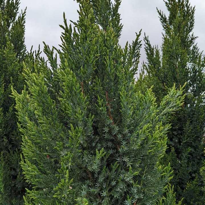 Juniperus Virginiana 'brodie' - View 6 from www redcrocus com