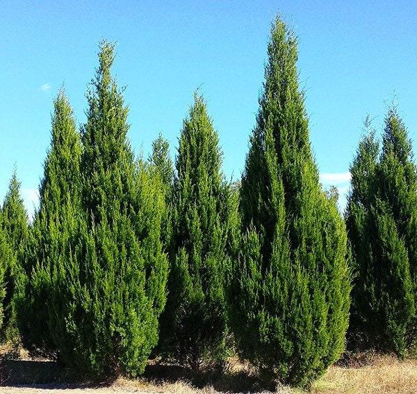 Juniperus Virginiana 'brodie' - View 7 from www redcrocus com