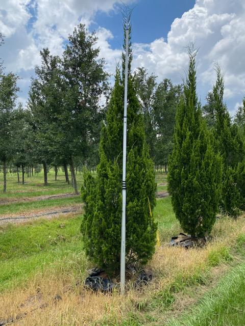 Juniperus Virginiana 'brodie' - View 8 from www redcrocus com