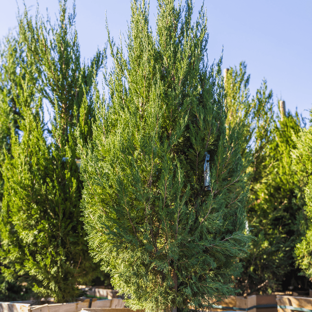 Juniperus Virginiana 'brodie' - View 9 from www redcrocus com