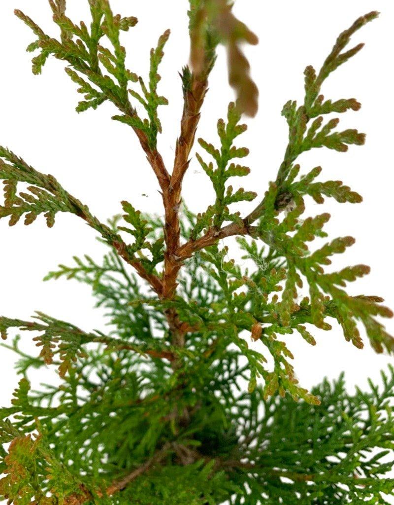 Thuja Plicata 'northern Spire' - View 18 from www redcrocus com