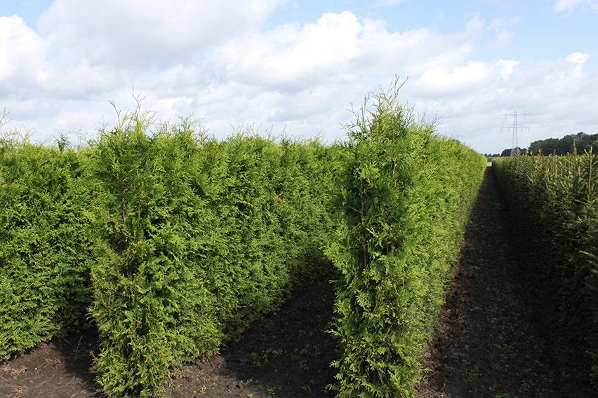 Thuja Plicata 'virescens' Hedge Form (instant Hedge) - View 10 from www redcrocus com