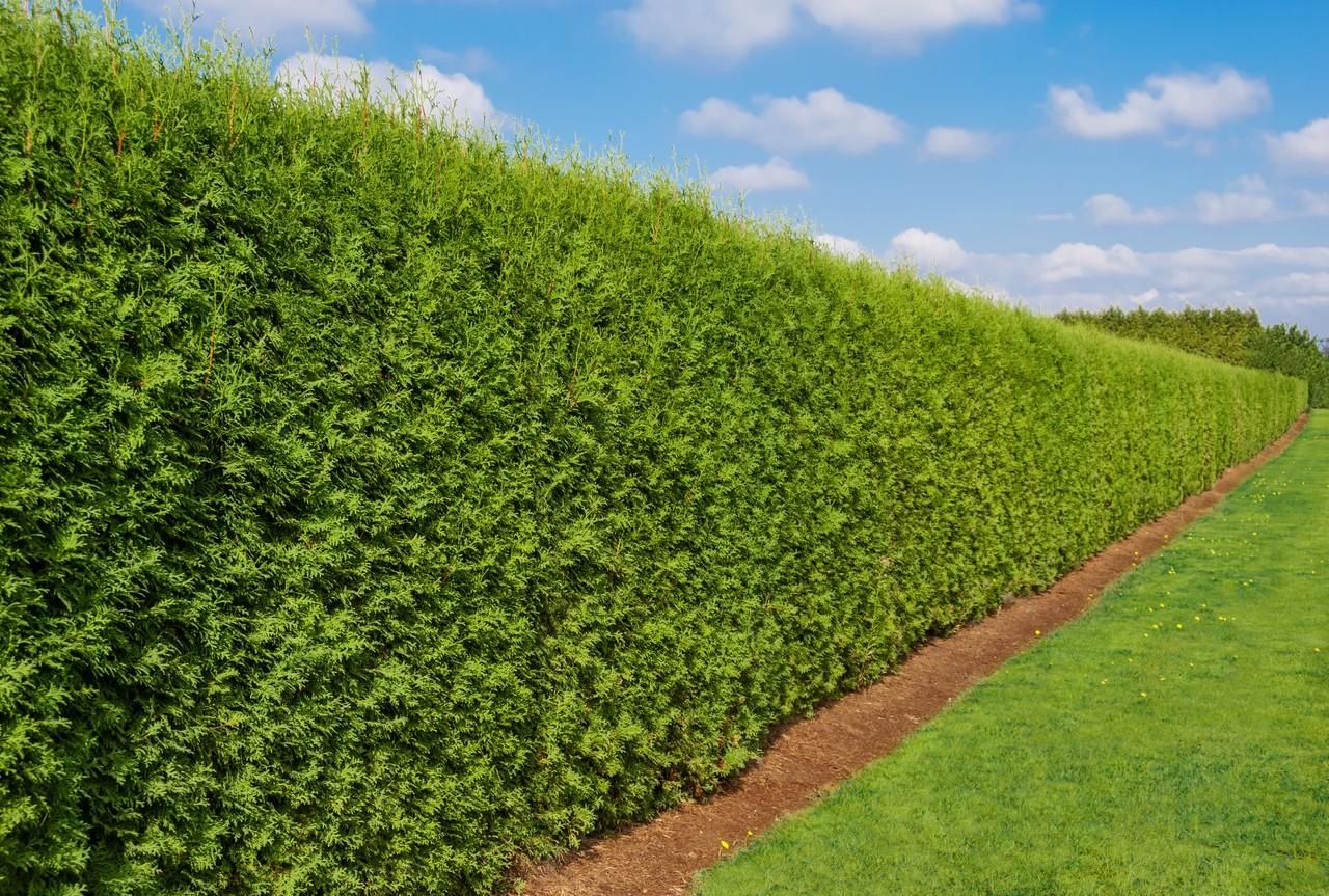 Thuja Plicata 'virescens' Hedge Form (instant Hedge) - View 12 from www redcrocus com