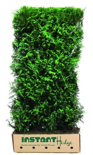 Thuja Plicata 'virescens' Hedge Form (instant Hedge) - View 13 from www redcrocus com